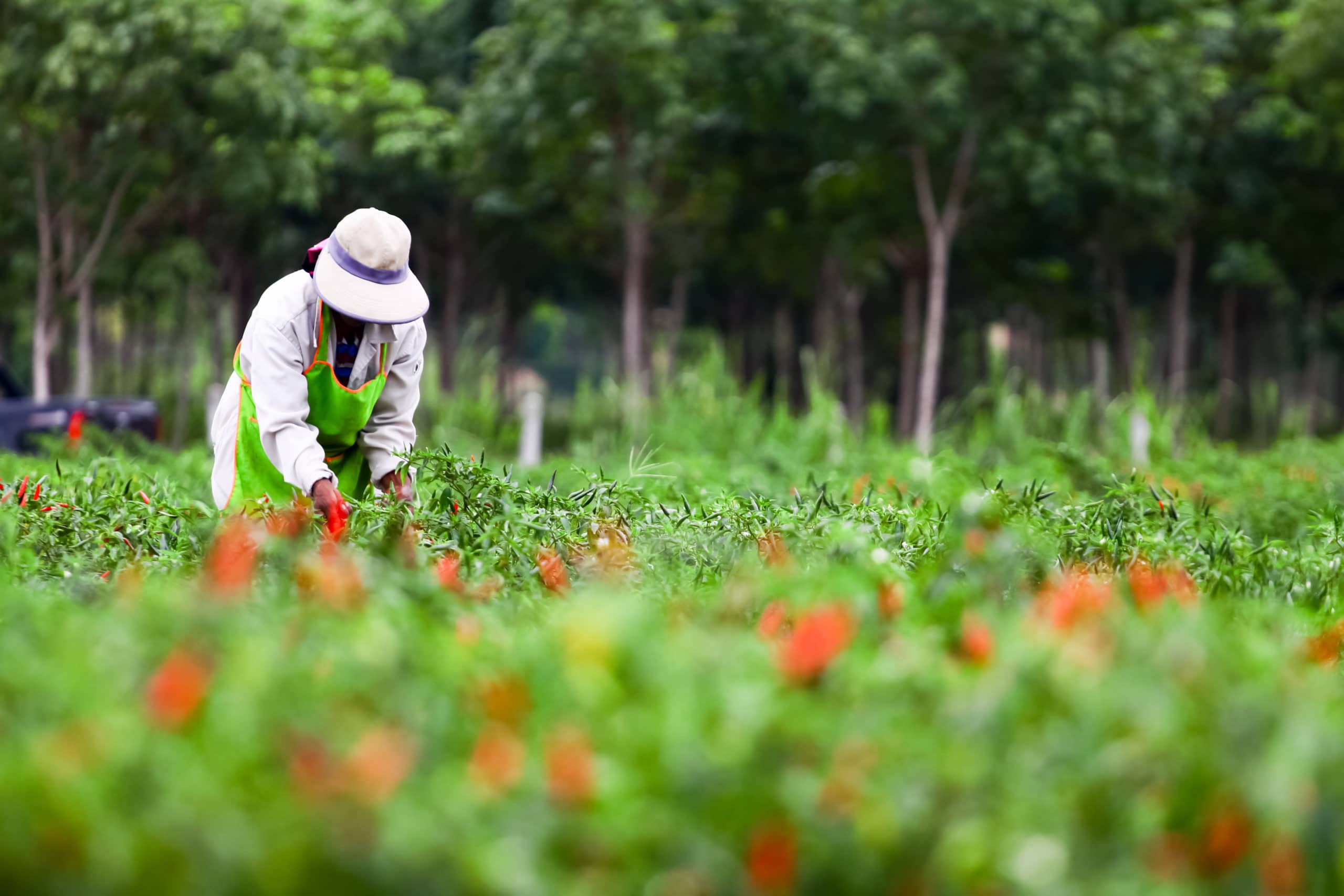 Organic Farmer Collecting Crops From Green Farmland