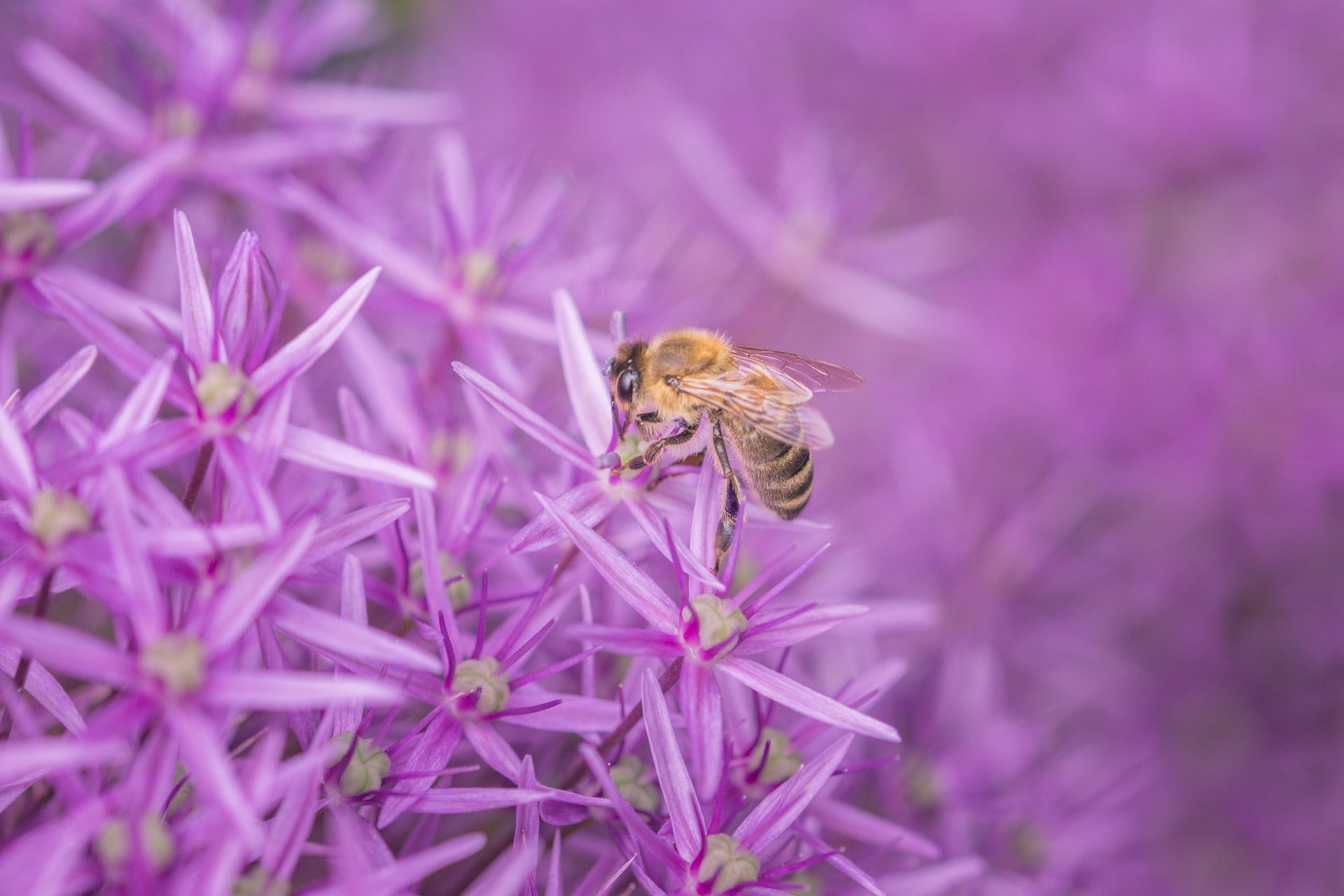 Bee Pollinating Purple Flower