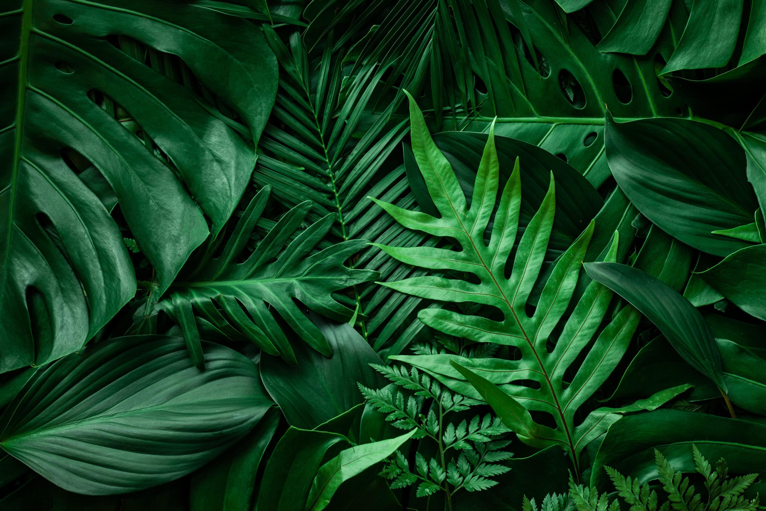 forest leaves