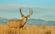 Preserving Wyoming’s Public Lands