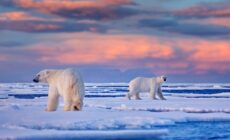 Standing Up for Polar Bears