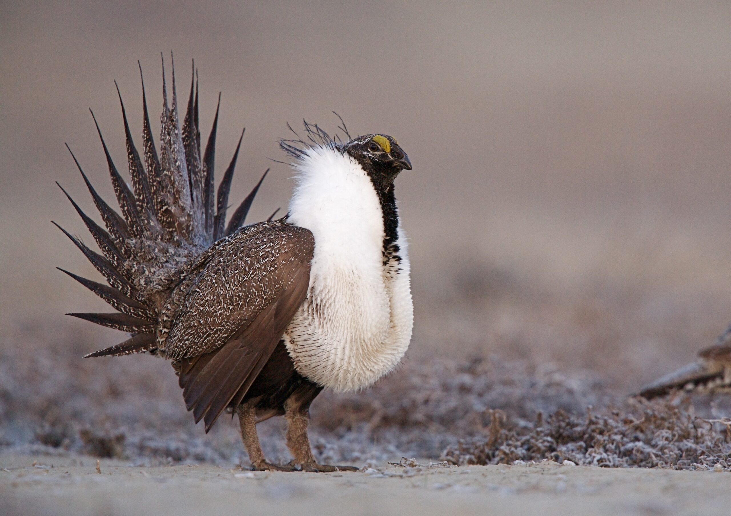 sage grouse