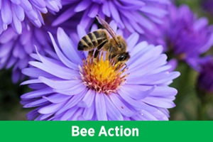 Bee Action