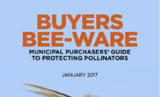 Bee the Change: 8 simple steps to help your city save bees