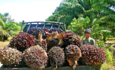 With recent deforestation pledges, eyes on next steps