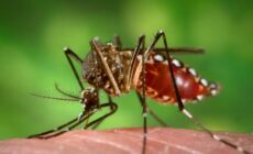 Floridians face genetically engineered mosquito threat
