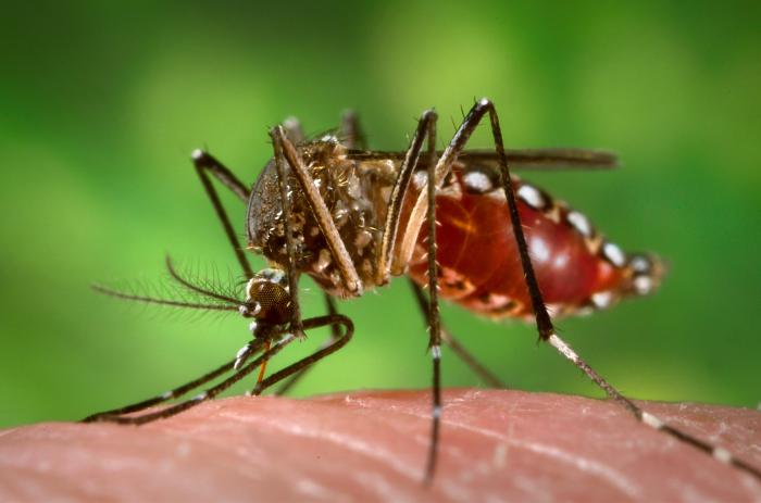 Floridians face genetically engineered mosquito threat