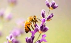 How nurseries are getting on board with pollinator protection