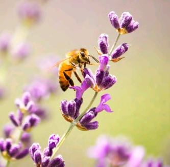 How nurseries are getting on board with pollinator protection