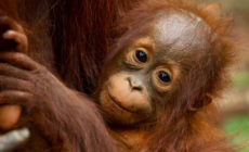 How are orangutans protected from the peril of palm?
