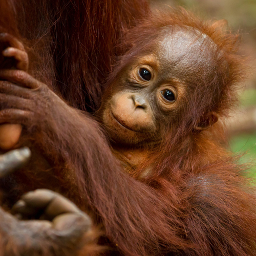 How are orangutans protected from the peril of palm?