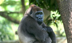 Subsistence farmers and great apes on alert: the African palm oil frontier continues to grow