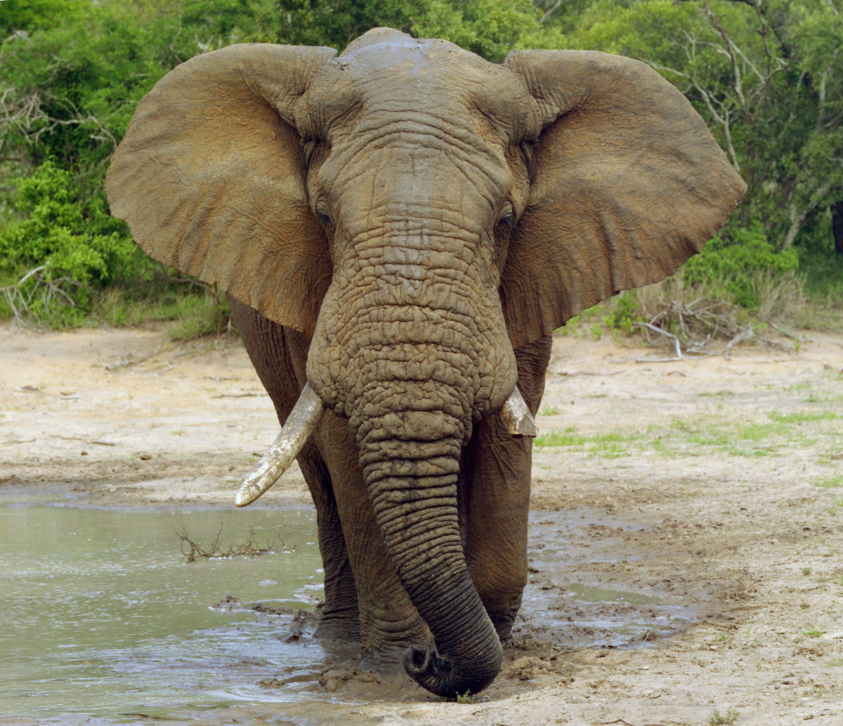 One elephant standing in mud and water.