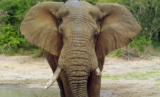 The carbon elephant in the room