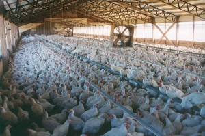 Meat industry demands in the EU-US trade deal