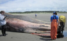 Another whale likely killed by a ship strike