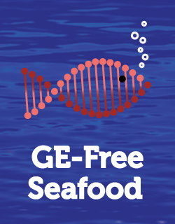 Coming to a grocery store near you: The Campaign for GE-Free Seafood!