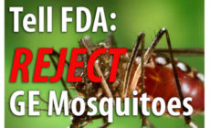 Opposition to GE mosquito release heating up