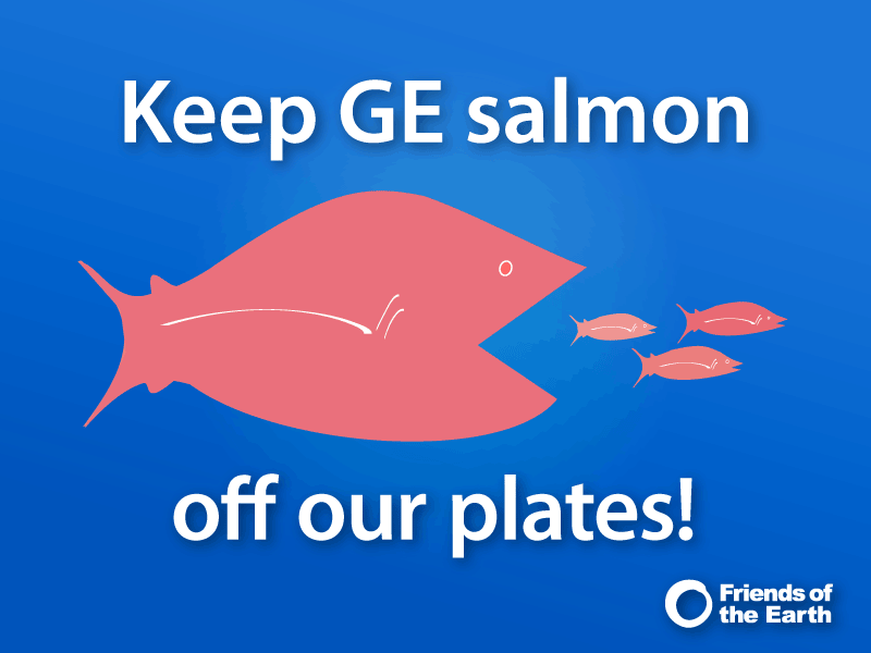 Genetically engineered salmon one step away from approval  take action now!
