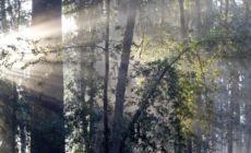 World Environment Day: Celebrating community management
