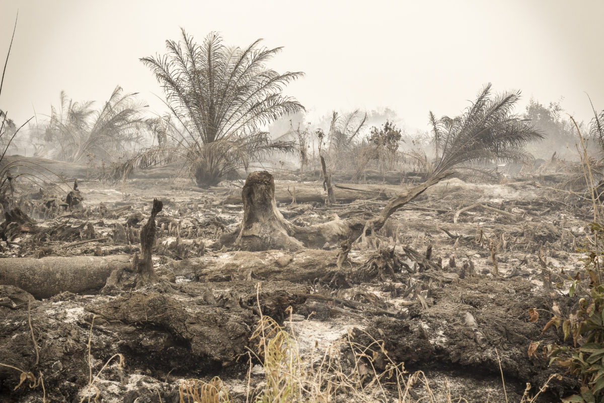 burnt palm trees remaining after forest fire