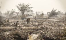 Indonesia’s palm oil fires: Responding to the crisis
