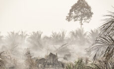 Palm oil fires rage in Indonesian Borneo