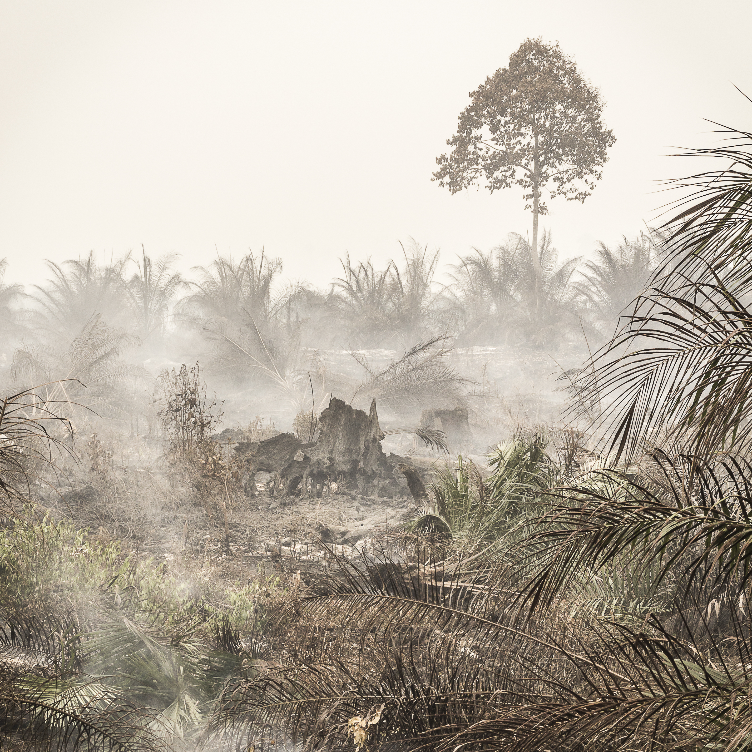 Palm oil fires rage in Indonesian Borneo