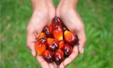 We need to put the breaks on palm oil biodiesel