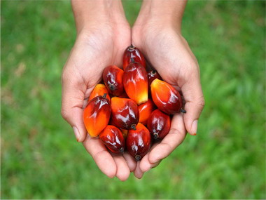 We need to put the breaks on palm oil biodiesel