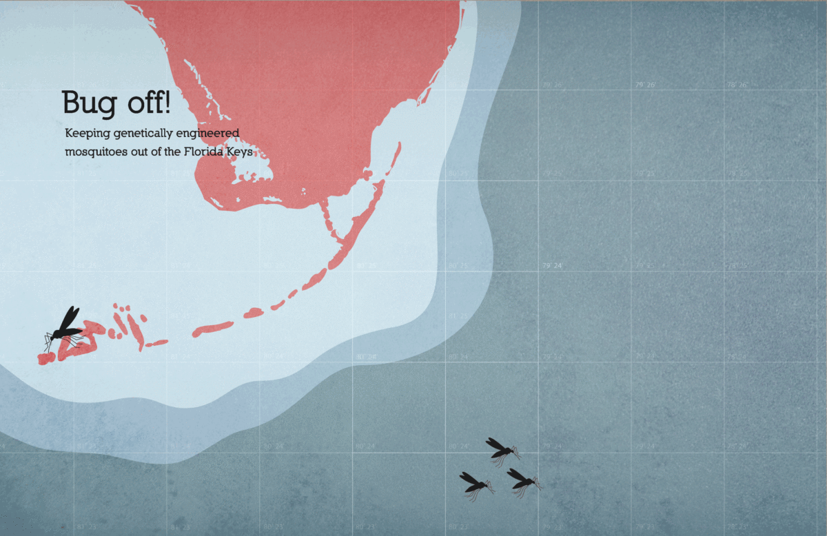 A drawing of the Florida Keys and South Florida with mosquitos around it with the words "Bug Off! Keeping genetically engineered mosquitos out of the Florida Keys"