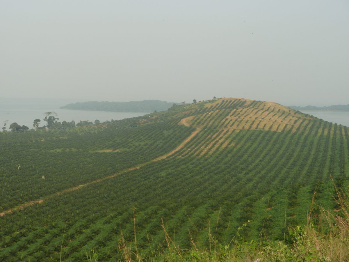 Oil palm trees in the Kalangala Islands, where there once were forests and farms
