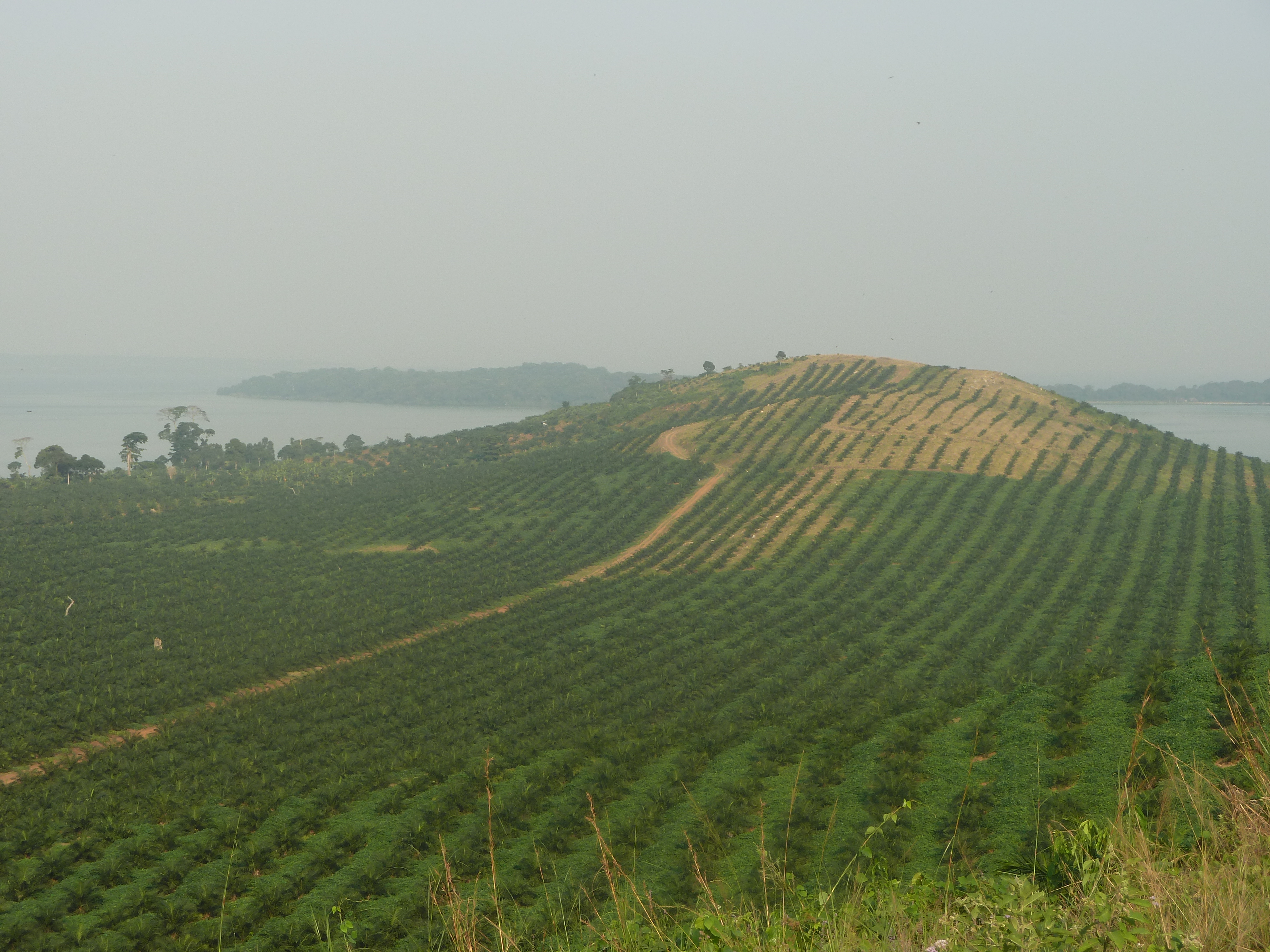 Ugandan farmers sue over palm oil land grab