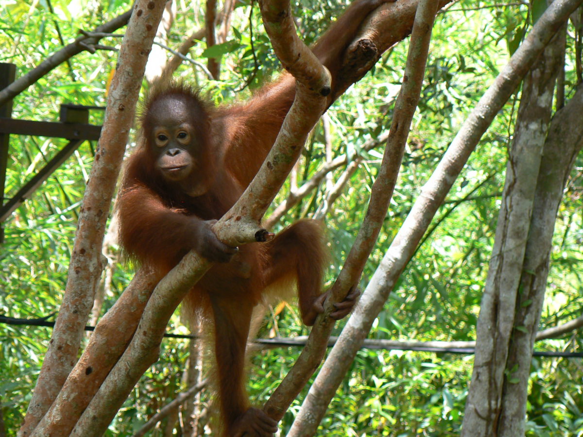 An orangutan climbing tree branches
