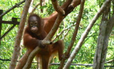 What’s driving the palm oil industry’s human rights abuses and environmental destruction? Just follow the money