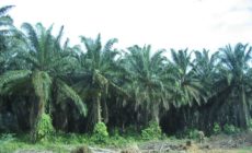 EPA gets it right: Palm Oil is not “renewable”