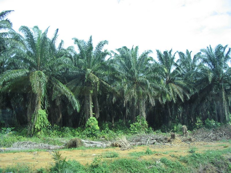 EPA gets it right: Palm Oil is not “renewable”