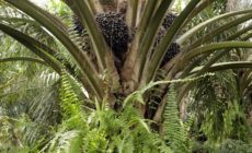 Cargill announces new palm oil policy