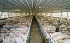 Cutting back on carbon: animal agriculture and global warming