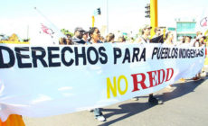 REDD and the green economy continue to undermine rights