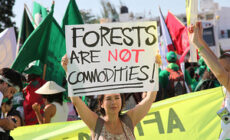 False Solutions for Forests: Biomass Energy, Sustainable Timber, and Carbon Markets