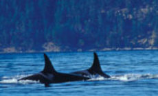 Naval activity imperils whales
