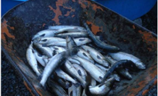 Halifax and a potential ban on genetically modified salmon
