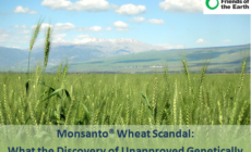 Monsanto wheat scandal: What the discovery of unapproved genetically engineered wheat means for our food