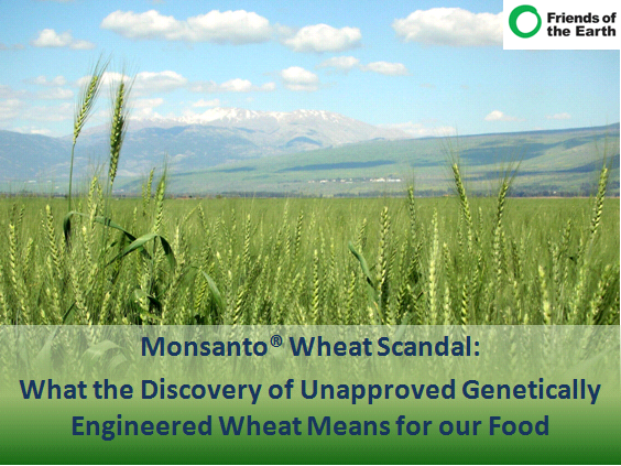Monsanto wheat scandal: What the discovery of unapproved genetically engineered wheat means for our food
