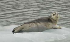 Great expectations: United States to lead Arctic Council