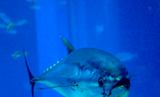 NPR’s Bluefin tuna story leaves a bad taste