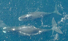 Slow ships down to protect whales in the Arctic