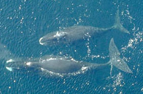 Slow ships down to protect whales in the Arctic