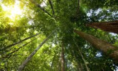 March 21: The International Day of Mourning for Destroyed and Stolen Forests